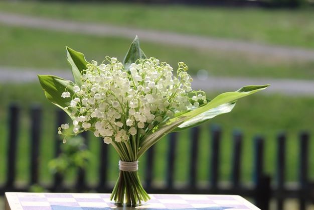 lily of the vallet